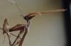 Empusa pennata